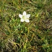 Parnassia palustris L.<br />Celastraceae<br /><br />Parnassia<br />Parnassie des marais<br />Studentenröschen, Sumpf-Herzblatt