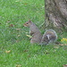 Eichhörnchen im Park