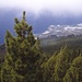 Blick über riesige Wälder auf Puerto Naos
