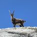 One of the ibex which I saw during the descent from Frunthorn.