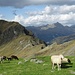 Schafe in der Nähe des Schafbodenjochs. Der Schafbodenkopf ist am linken Bildrand