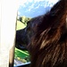 Artus geniesst es die Fahrt mit dem Kopf aus dem Fenster und Blick auf weidende Kühe am Kleinberg machen zu können. 
