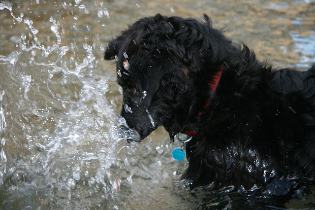 First of four funny photos of Zina: observe attentively. What is she looking for?