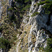 Erster Zwischenabstieg -zurück im Sattel (1654m) beim Monte Corno - hier beginnt der Weiterweg über den "Sentiero Pellgrino" gleich mit der ersten seilgesicherten Stelle. Der Pfad/Steig führt in Bildmitte nach oben, zieht nach links, hinter dem schrägstehenden Felsen hindurch und erscheint oben links vor den Latschenkiefern wieder...