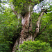 Jomonsugi (縄文杉)