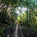 Die Eisenbahnschienen auf dem Weg zur Jomonsugi Zeder. 8.5km pro Weg wird diesen entlang gegangen.