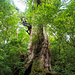 Daio Sugi (大王杉). Höhe: 24.7m, Umfang 11.1m.