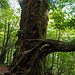 Bugyosugi (奉行杉) im Shiratani Unsuikyo Tal
