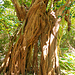 Shitogo Banyan Tree Park