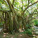 Shitogo Banyan Tree Park