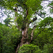 Die Jomonsugi (縄文杉). Höhe 25.3m, Umfang 16.4m. Es ist aber nicht allein die Grösse, die fasziniert.