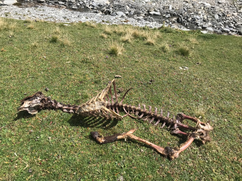 bis auf die Knochen alles verwertet - Fotos [hikr.org]