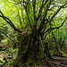 Zahlreiche Baumstümpfe auf Yakushima zeugen vom einstigen Holzschlag. Wenn die Zeit vergeht bieten Sie eine Grundlage für neues Leben.