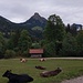 Die letzten Alpe Kühe mit Aggenstein im Hintergrund