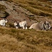 Kuh-Idylle auf der Alpe Töria
