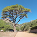 <b>“Nonno Pino”, il maestoso albero di Pino domestico (Pinus pinea), la specie che col tempo assume la caratteristica forma ad ombrello. Il Pino di Porto Azzurro è uno dei sei Pini secolari censiti dalla Regione e fa parte dei grandi alberi monumentali della Regione Toscana. </b>