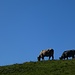 Zahme Tiere...