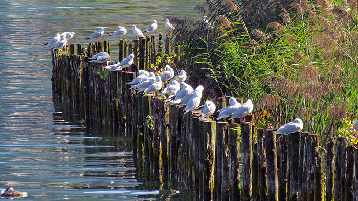 Jedem sein Pfosten. - Fotos [hikr.org]