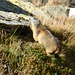 One of the numerous marmots I spotted.