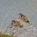 Two marmots on a rock at the southern end of Lago di Lei.
