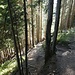 malerischer Waldabstieg im Bereich des Ängizügli'