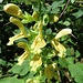 Klebrige Salbei (Salvia glutinosa)