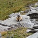 marmotta paffutella