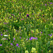 Schönes Blumenmeer