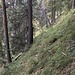 Lange Querung hoch im Steilwald nach dem Graben.