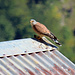 Ein Falke mit Beute, mit der neuen Kamera mit optischem 65 x Zoom fotografiert.