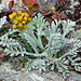 Ein seltenes Blümchen oben auf dem Gibidum: Graues Greiskraut (Senecio incanus)