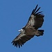 Adler beim Überfliegen des Gipfels