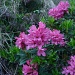 Rododentrdri in fioritura (Q1600 circa)