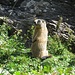 Alpenmurmeltier (Marmota marmota)