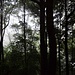 Morgendlicher Blick in den Wald.