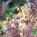 Buntes Brombeerlaub