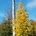 Bunter Wald