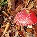 Fliegenpilz