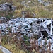 Le rovine dell'Alpe della Preja