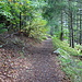 weiter im Wald