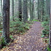Wanderweg im Wald