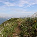 Bleame und Aussicht