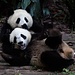 Zwei junge Pandas in Chengdu machen Rabbatz.