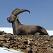 The older ibex just wanted to relax.