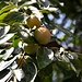 Ein Obstbaum mit noch unreifen Shizi. Diese Früchte nehmen einen orange-roten Farbton an, wenn sie reif sind.