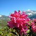 Die Annäherung an eine Alpenrosenblüte ...