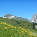 Die Bergwiesen bei Sadrein stehen in voller Blüte.