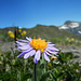 Eine Alpen-Aster
