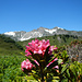 Alpenrose mit fürstlicher Krone
