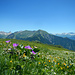 Ein Blumenmeer in Weiß und Gelb mit Lila Farbtupfer